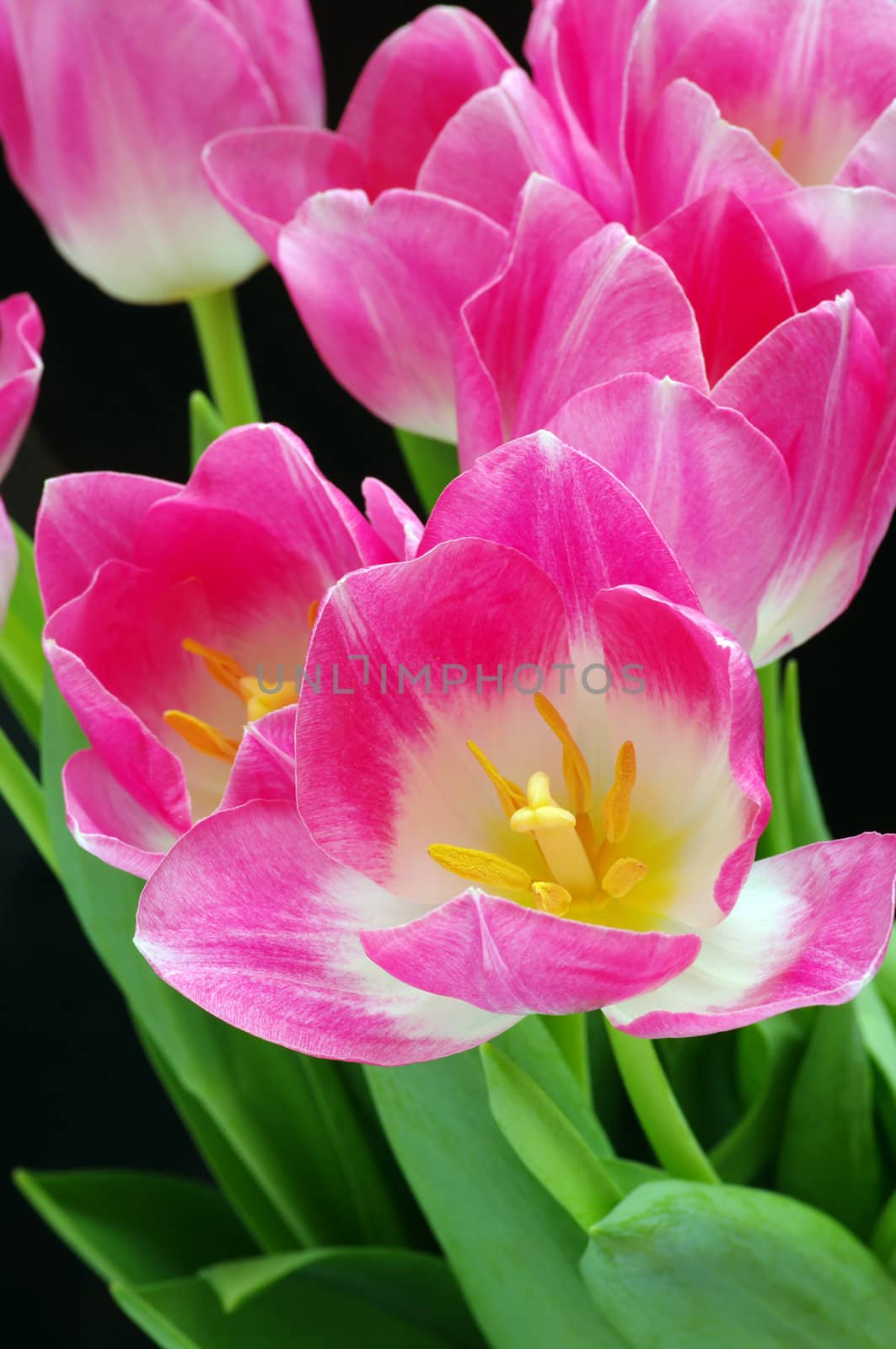 Lots of pink tulips on a black background