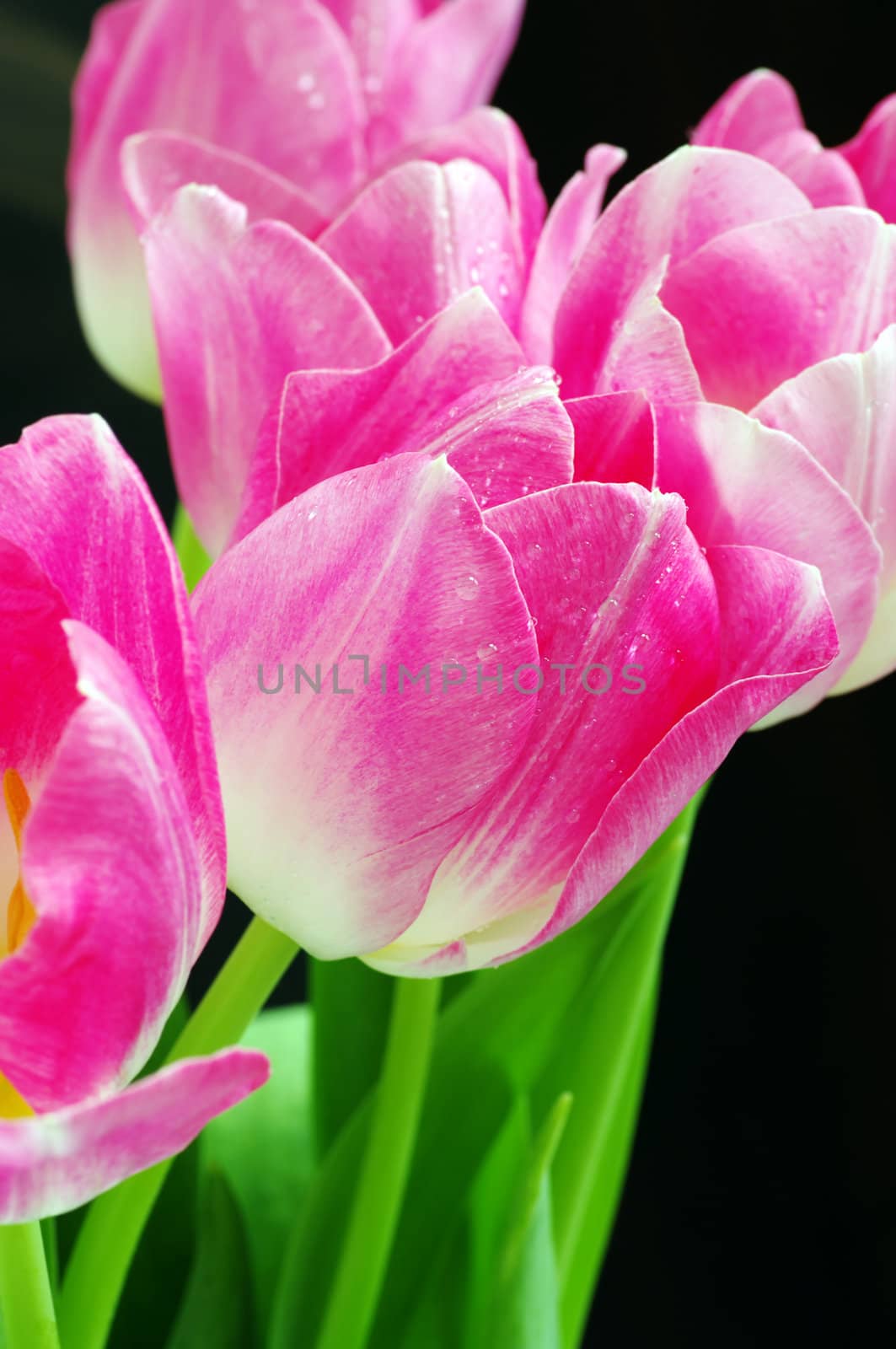 Lots of pink tulips on a black background