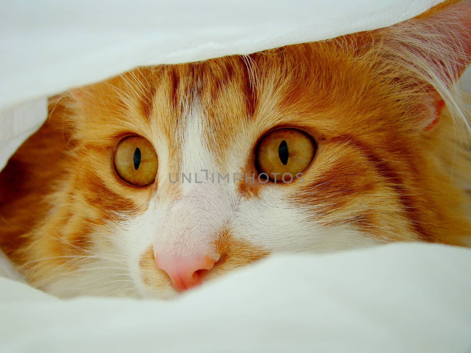 cat between blankets by elvira334