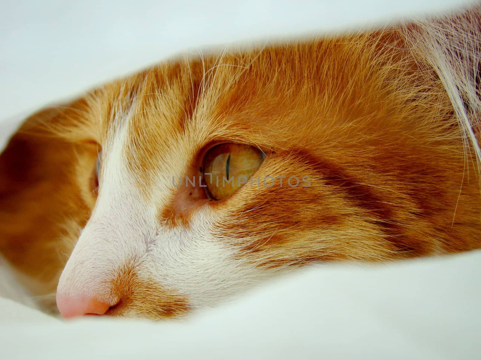 cat between blankets by elvira334