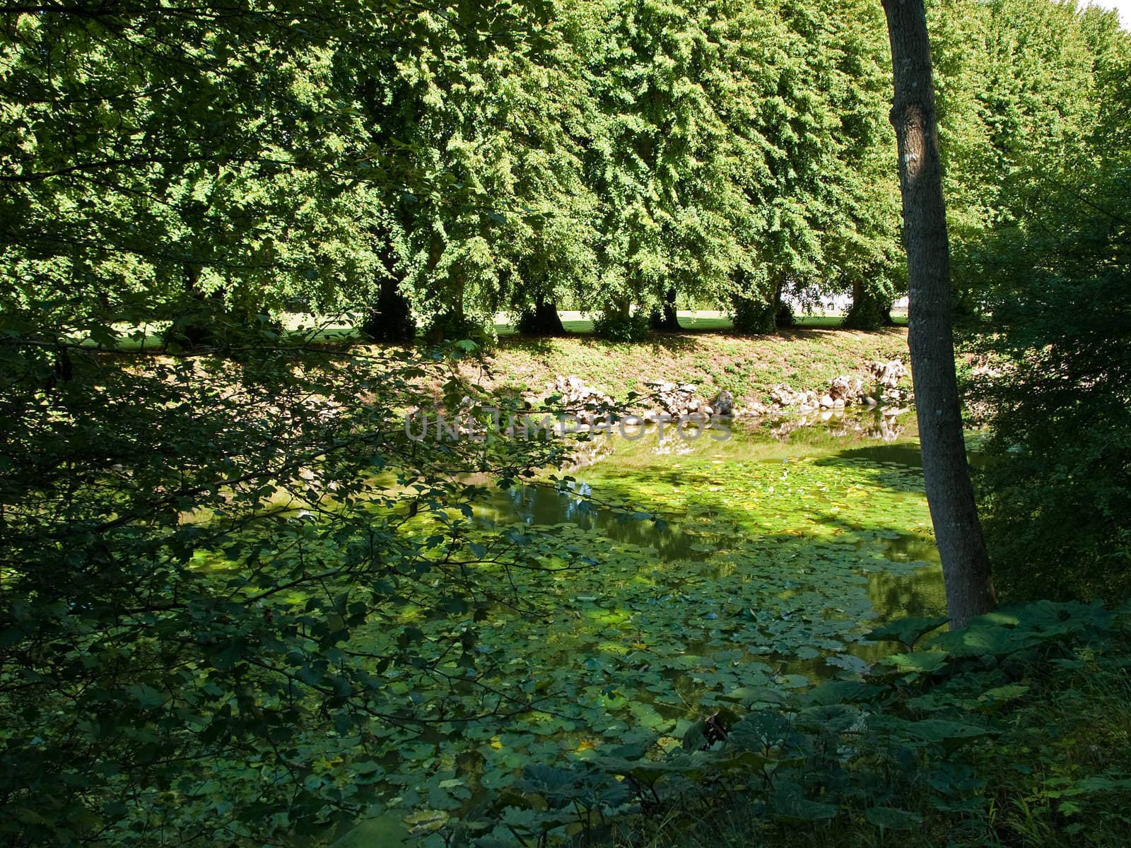 Forest green lush background landscape with trees and bushes
