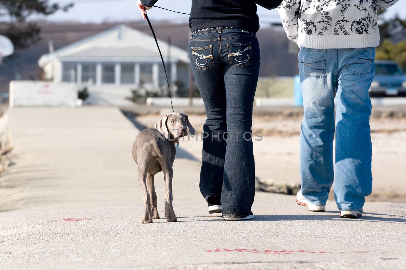 A couple walks a cute weimaraner puppy at the beach.