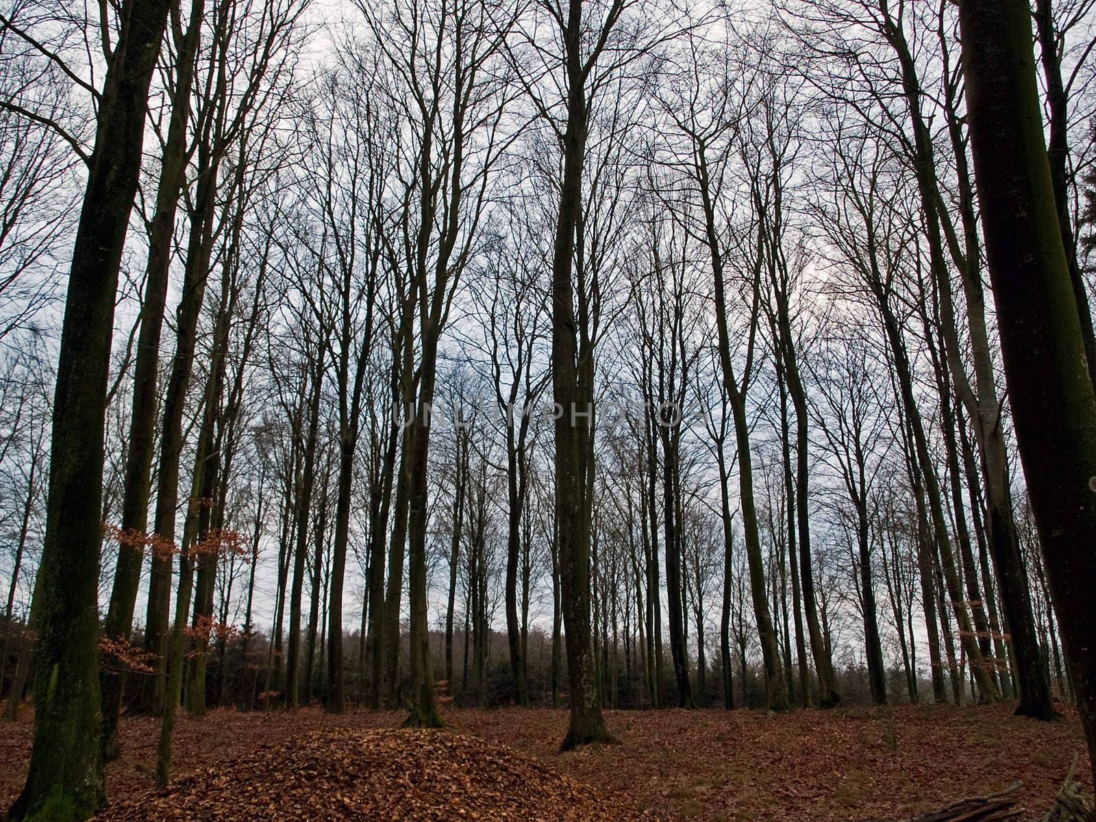 Autumn Fall Forest Landscape Background