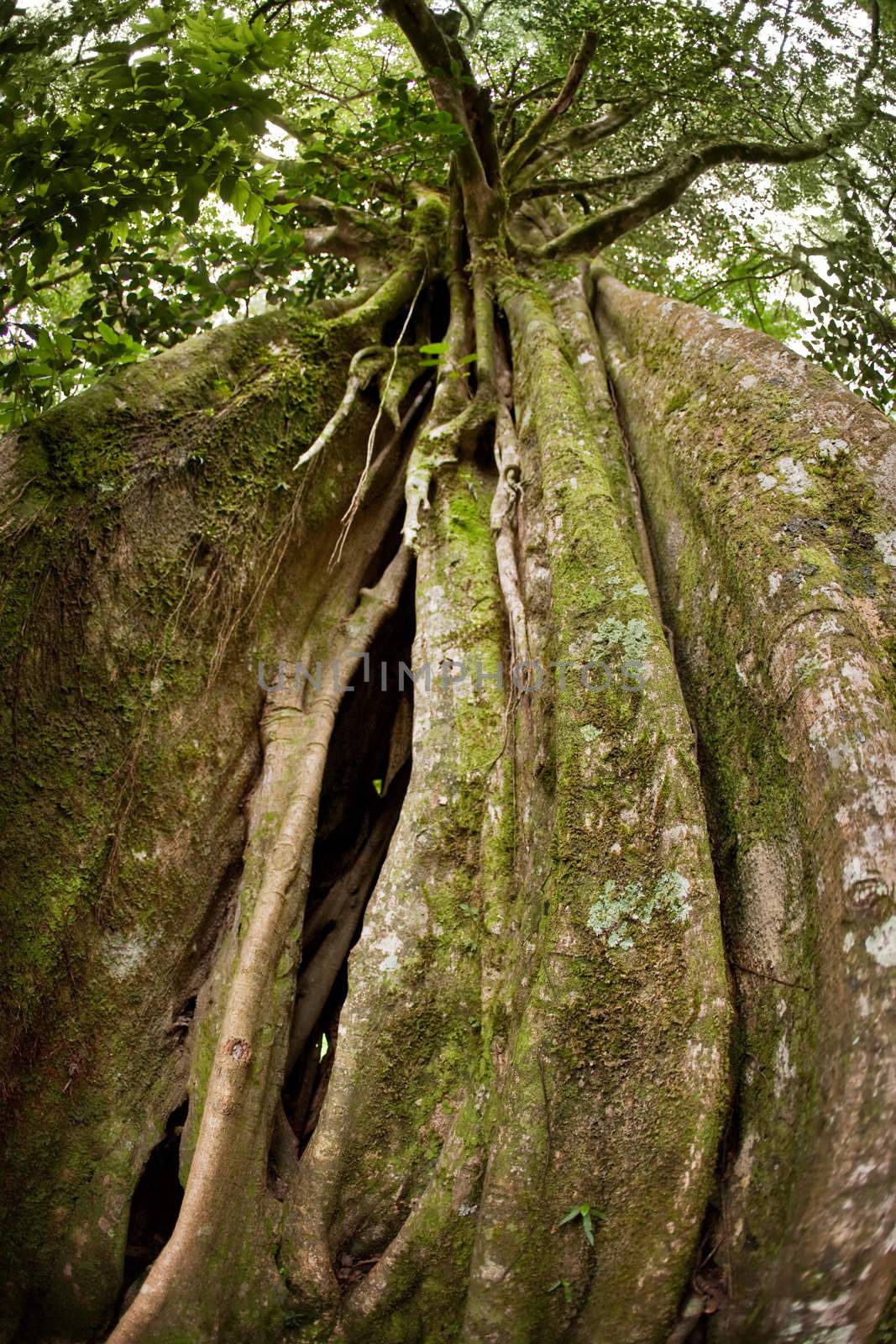 Strangler Fig Tree in Costa Rican cloud forest