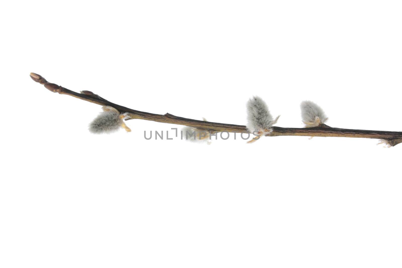 Twigs of willow with catkins on a white background by BDS