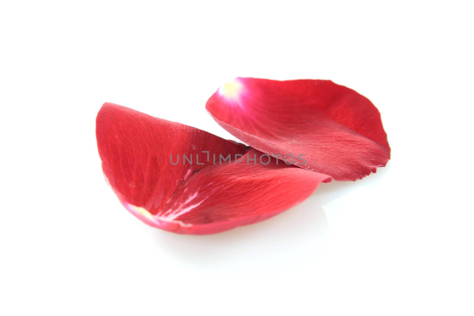 Petals of a rose, on a white background.