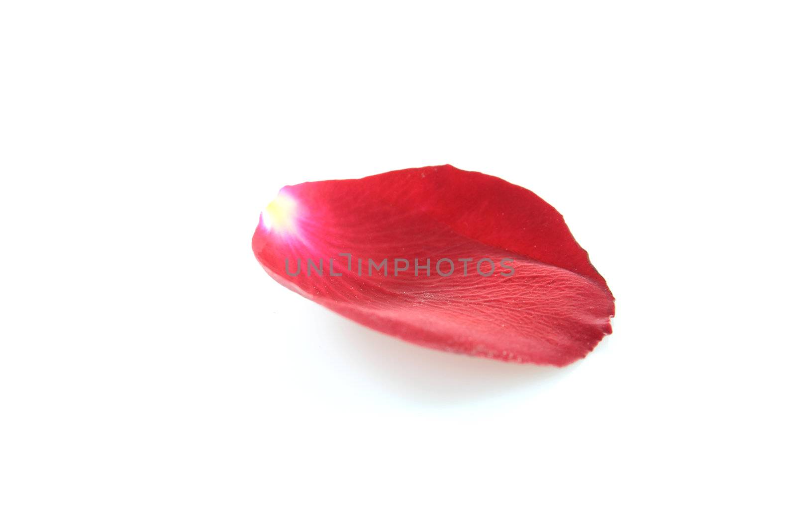 Petal of a rose, on a white background.