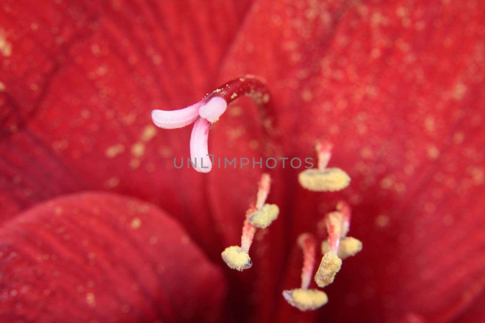 Red amaryllis macro background by BDS