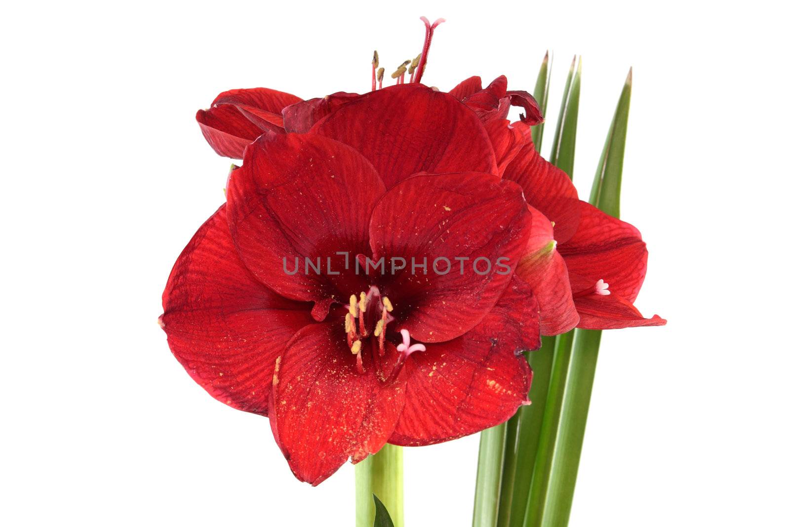 Red amaryllis by BDS