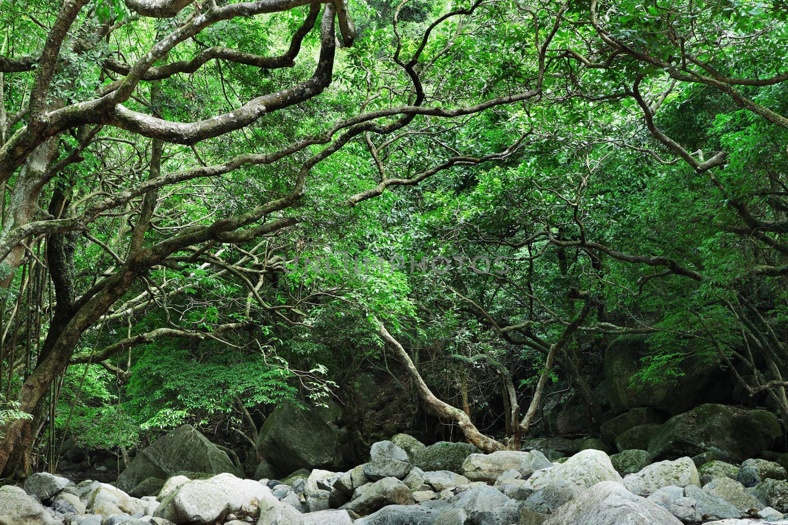 rain forest