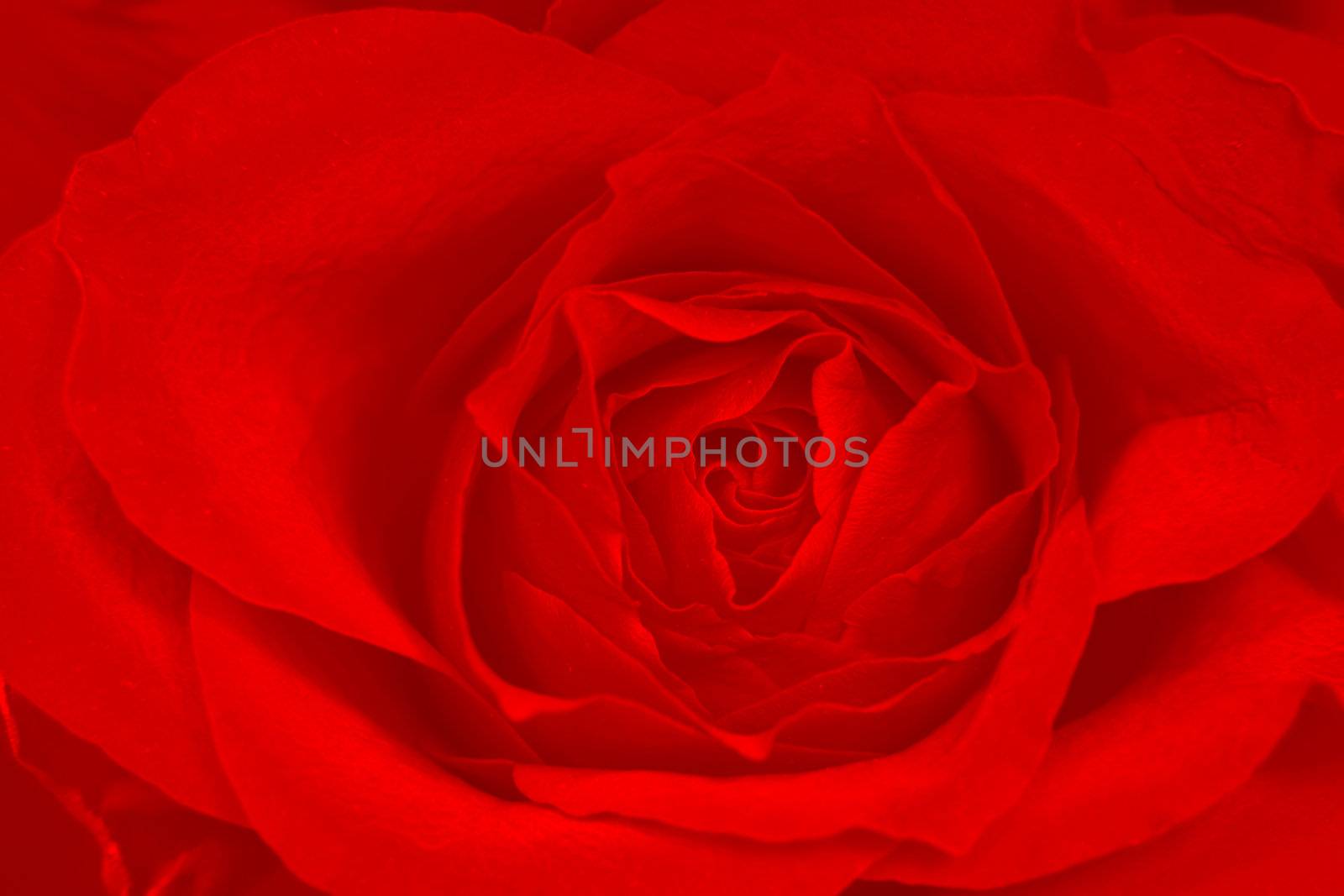 Rose red background - texture