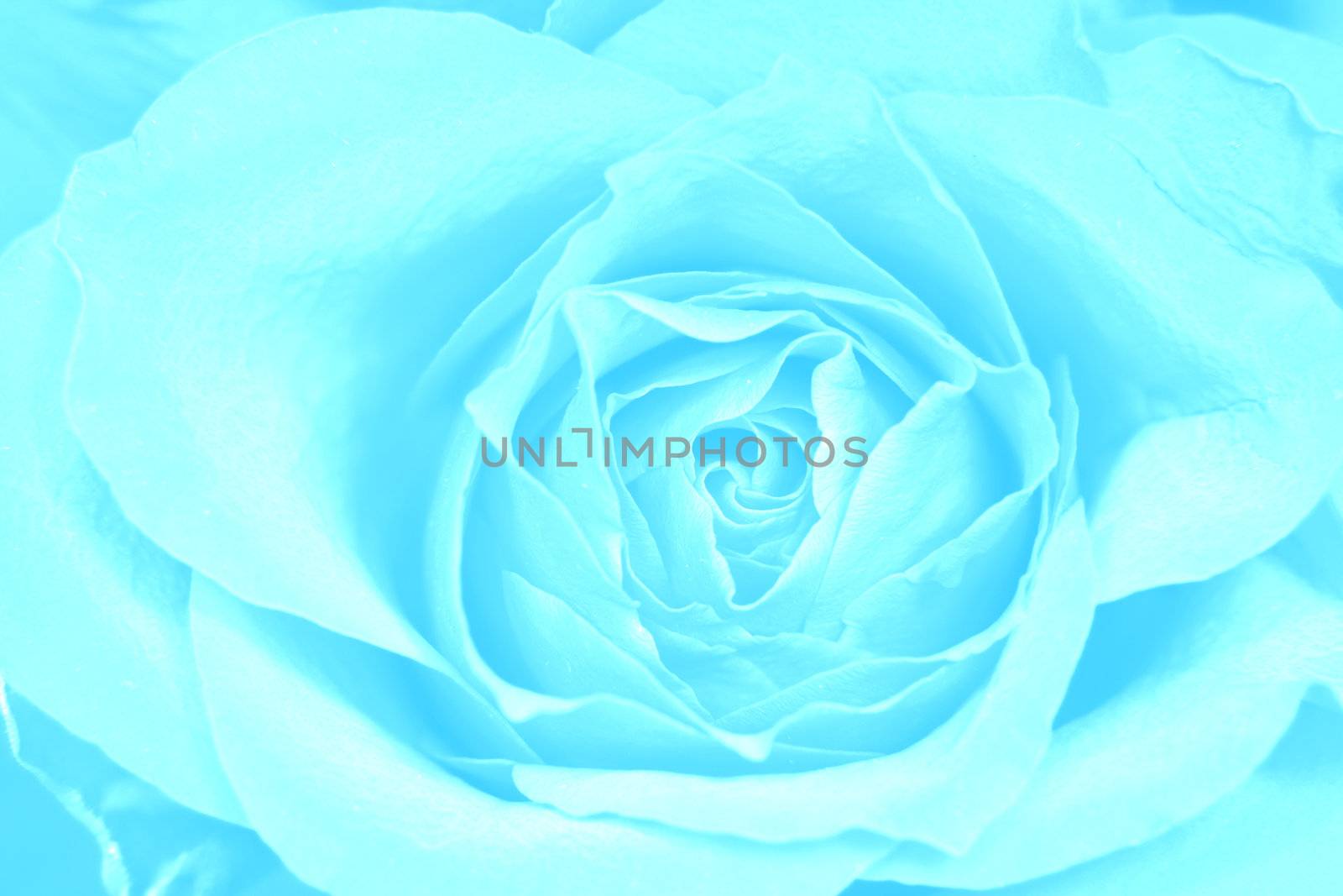 Rose blue background by BDS