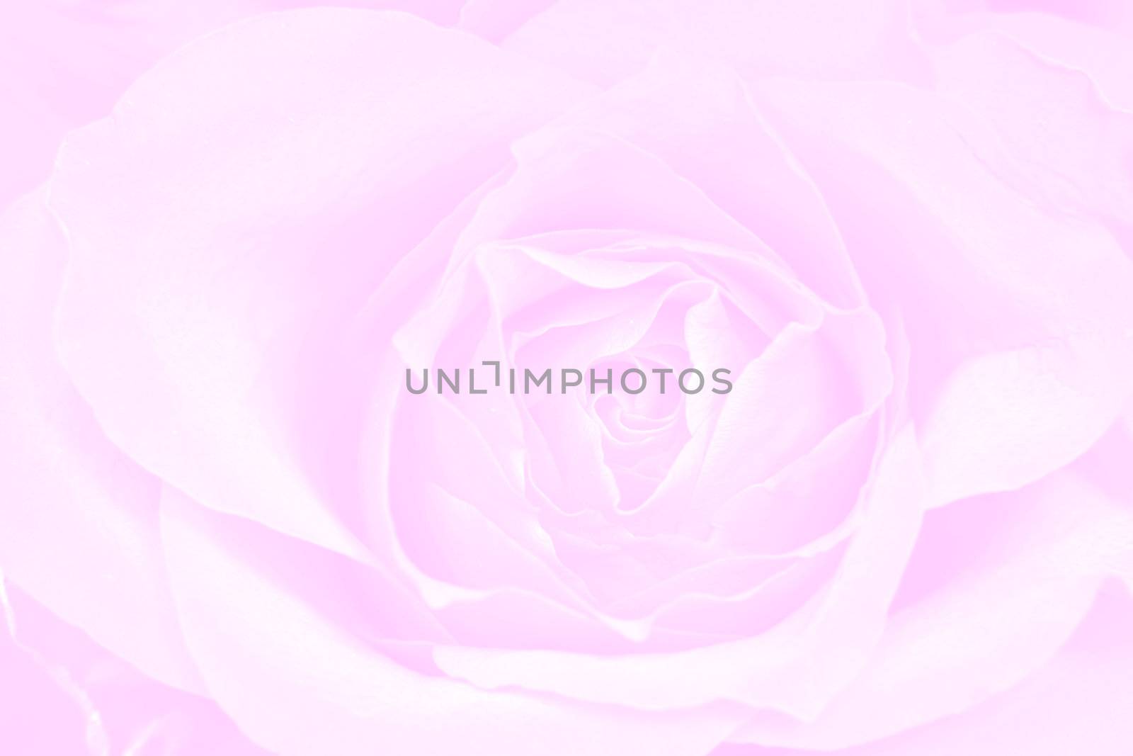 Rose pink background by BDS