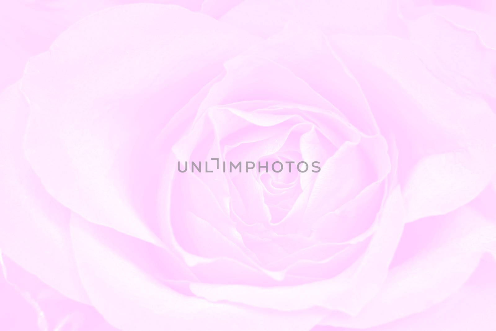 Rose pink background - texture