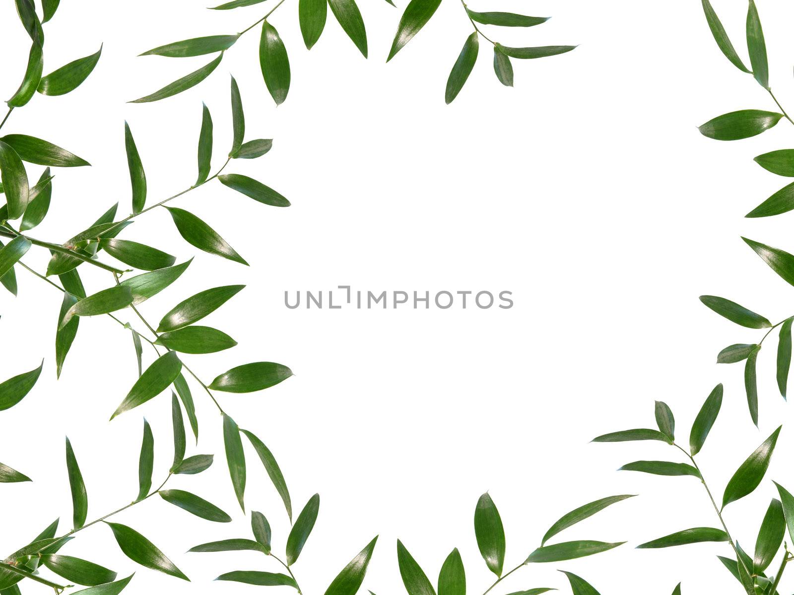 Beautiful green leaves border isolated on white background by BDS