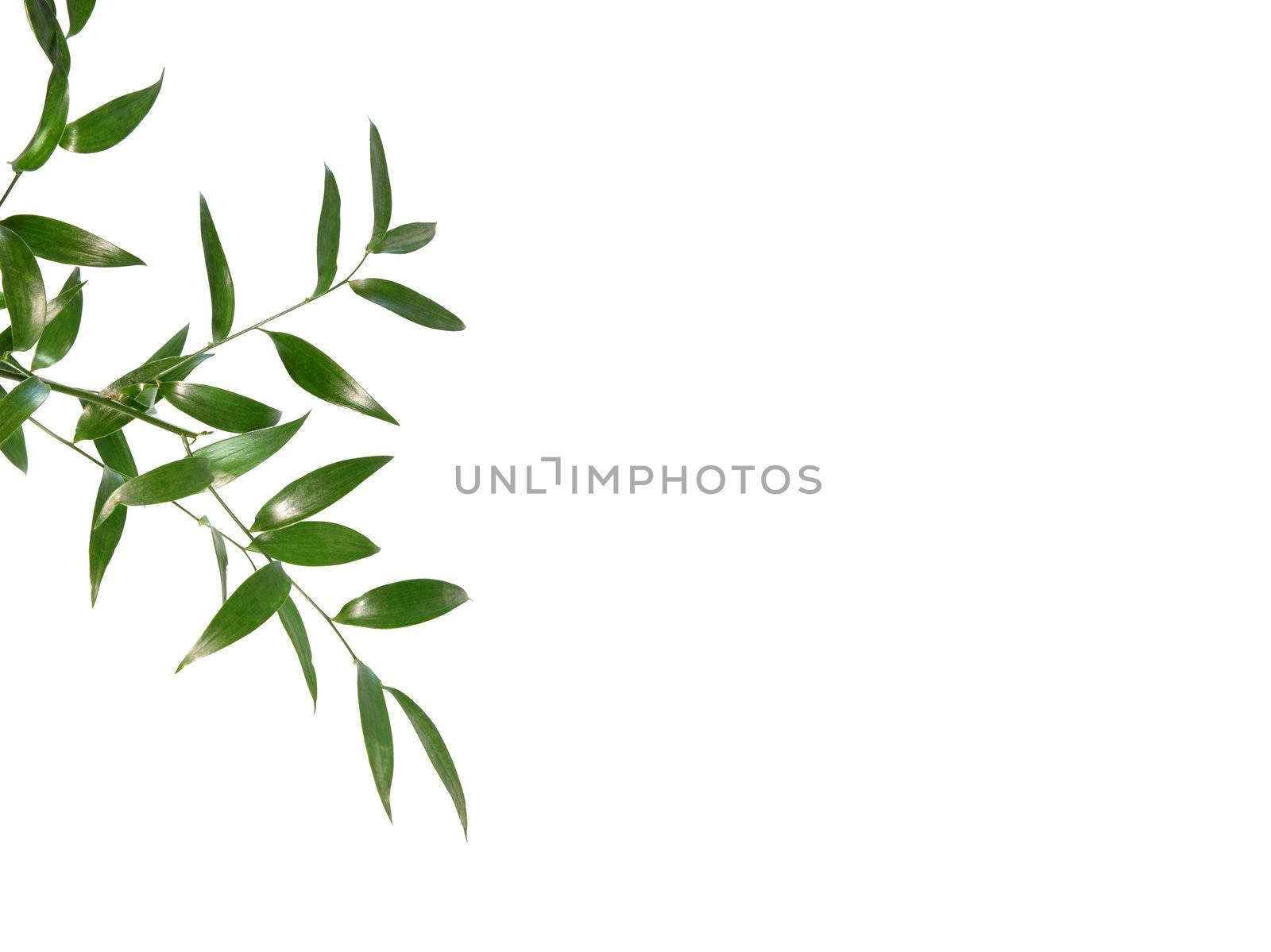 Beautiful green leaves isolated on white background - SPA