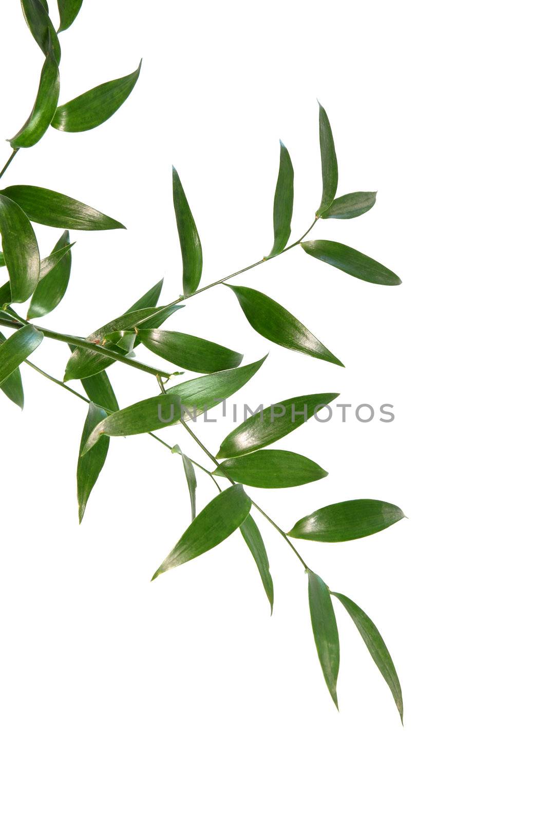 Beautiful green leaves isolated on white background - SPA