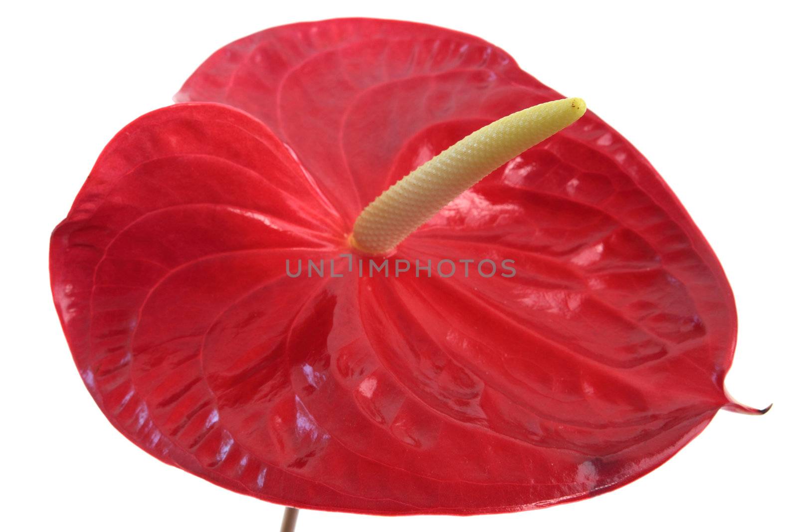 Anthurium isolated on white by BDS