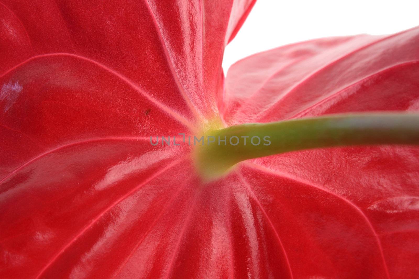 Anthurium isolated on white by BDS