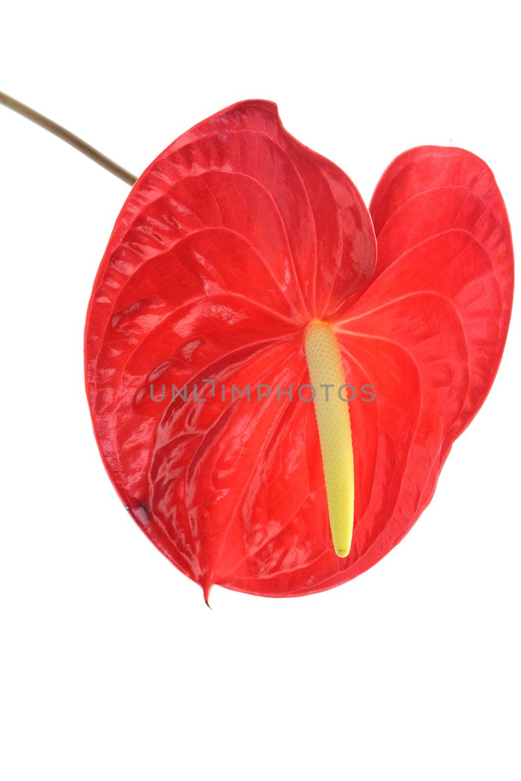 Anthurium isolated on white (sex symbol)