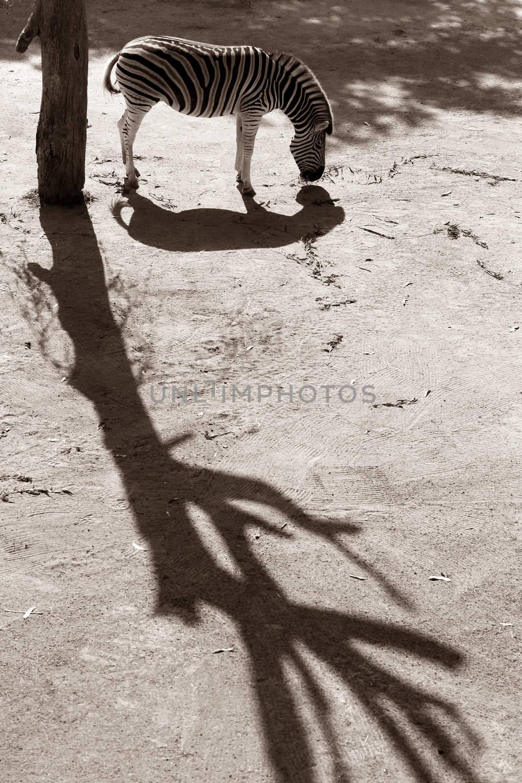 Sad zebra with the shadow