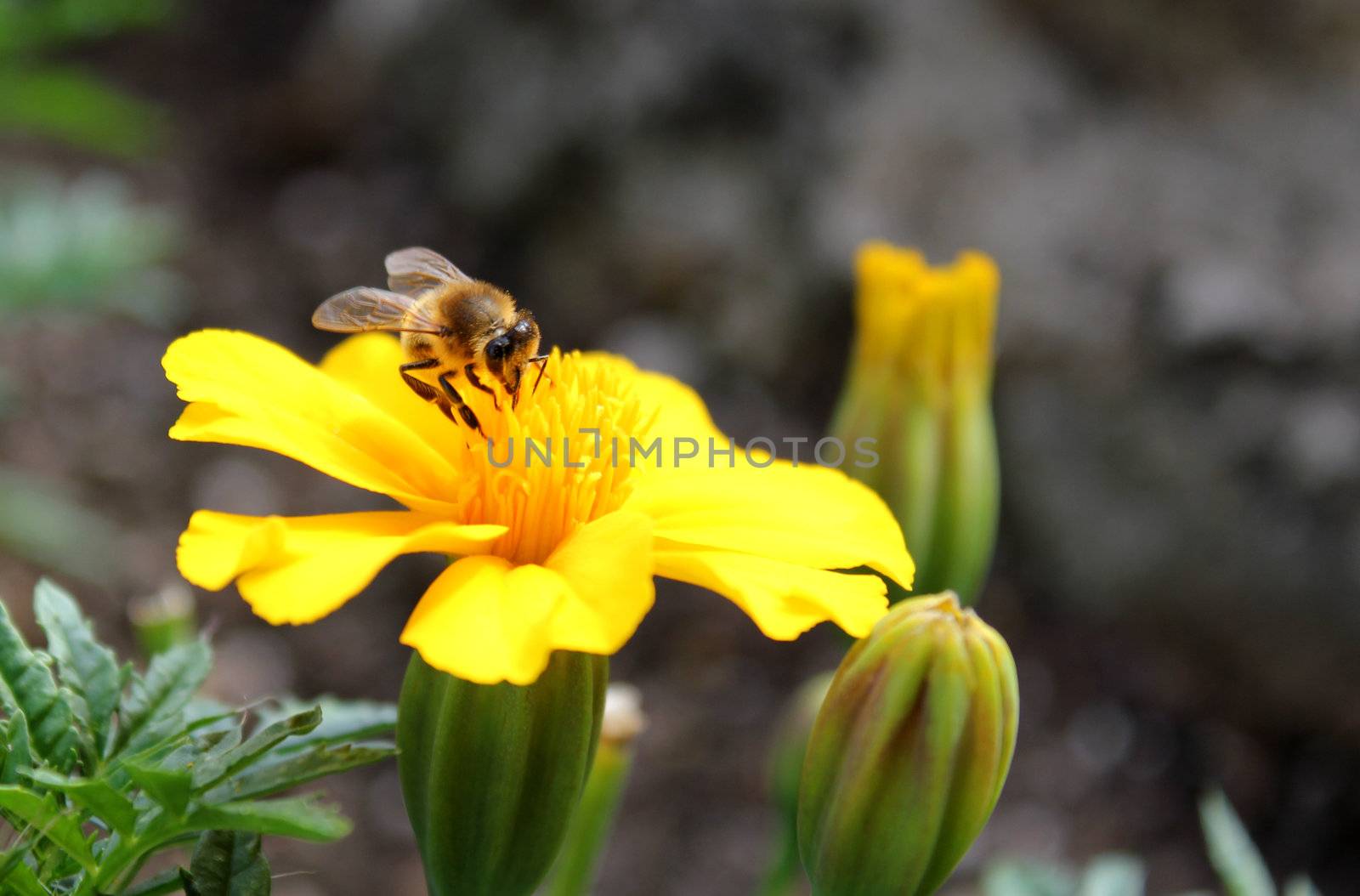 Bumblebee on a yellow flower