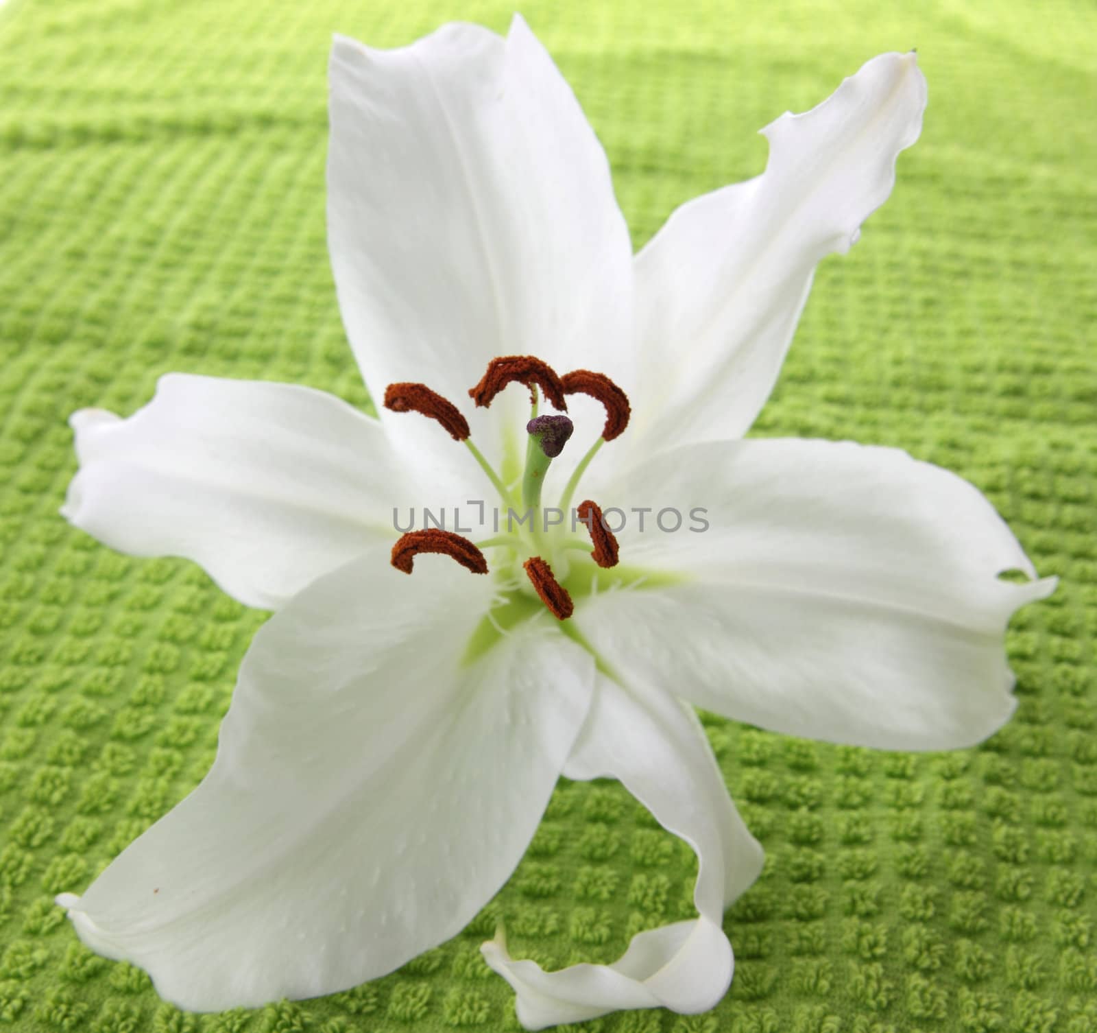 White lilia on green towel by BDS