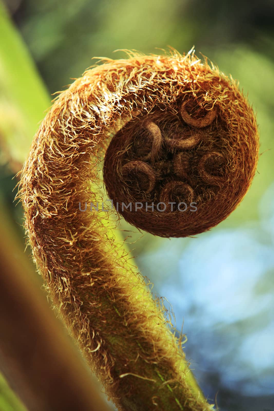 Fern unravelling close-up on dim background