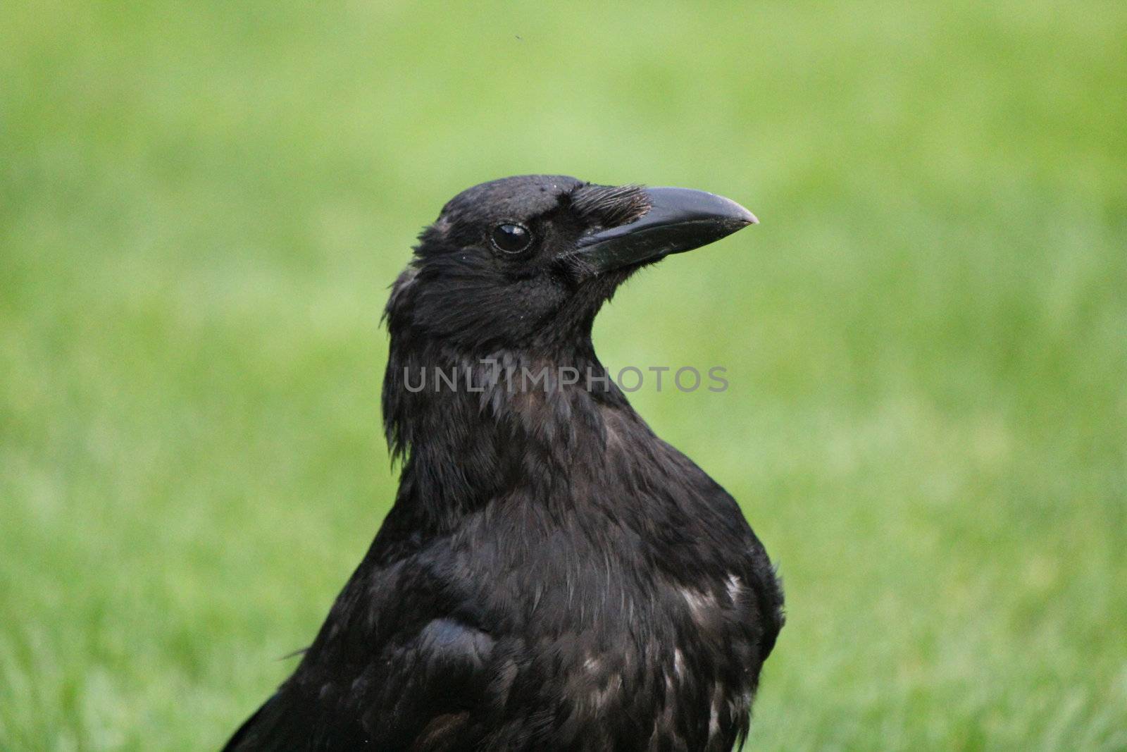 Head of a crow by Elenaphotos21