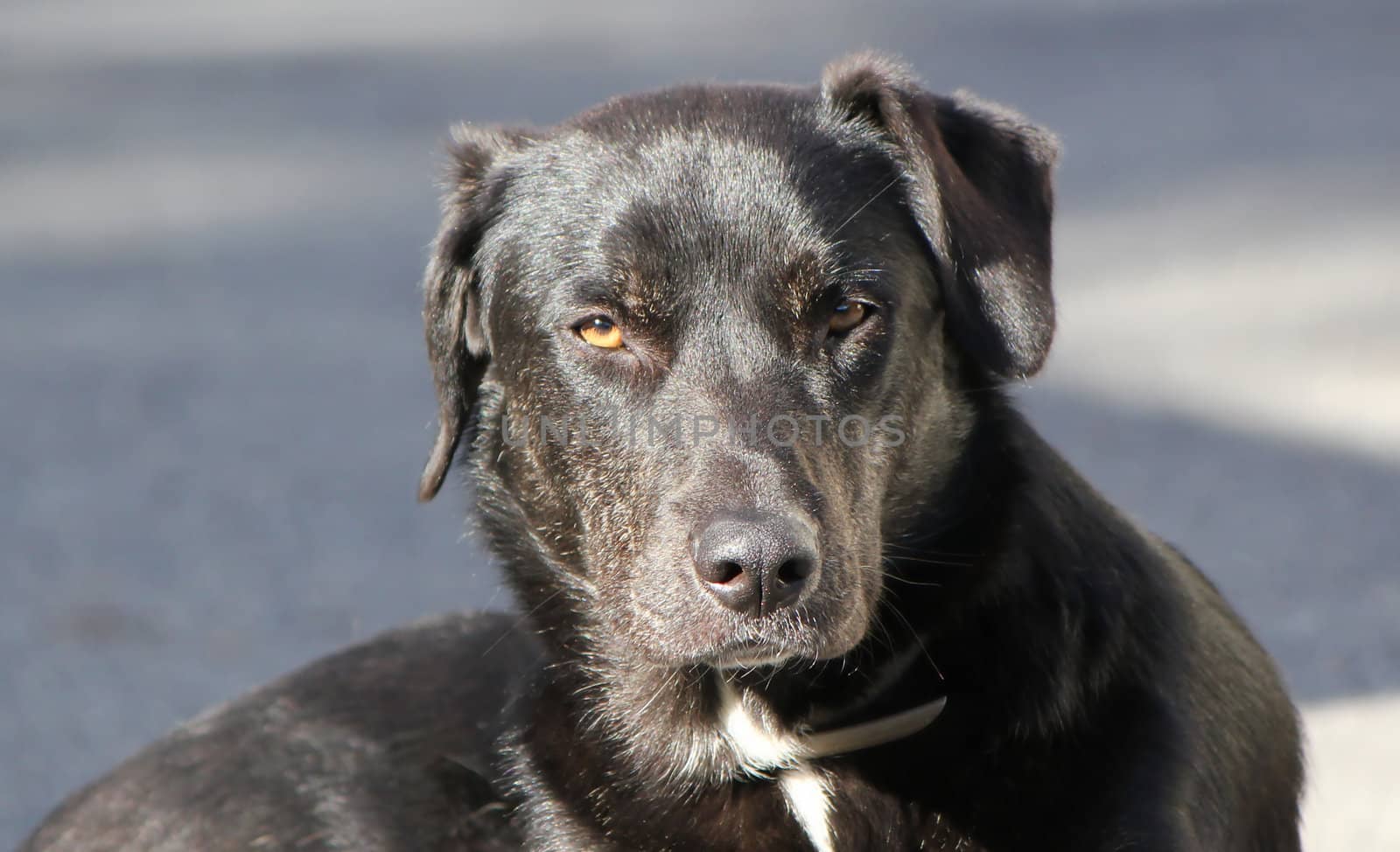 Black labrador dog head looking at the photographer