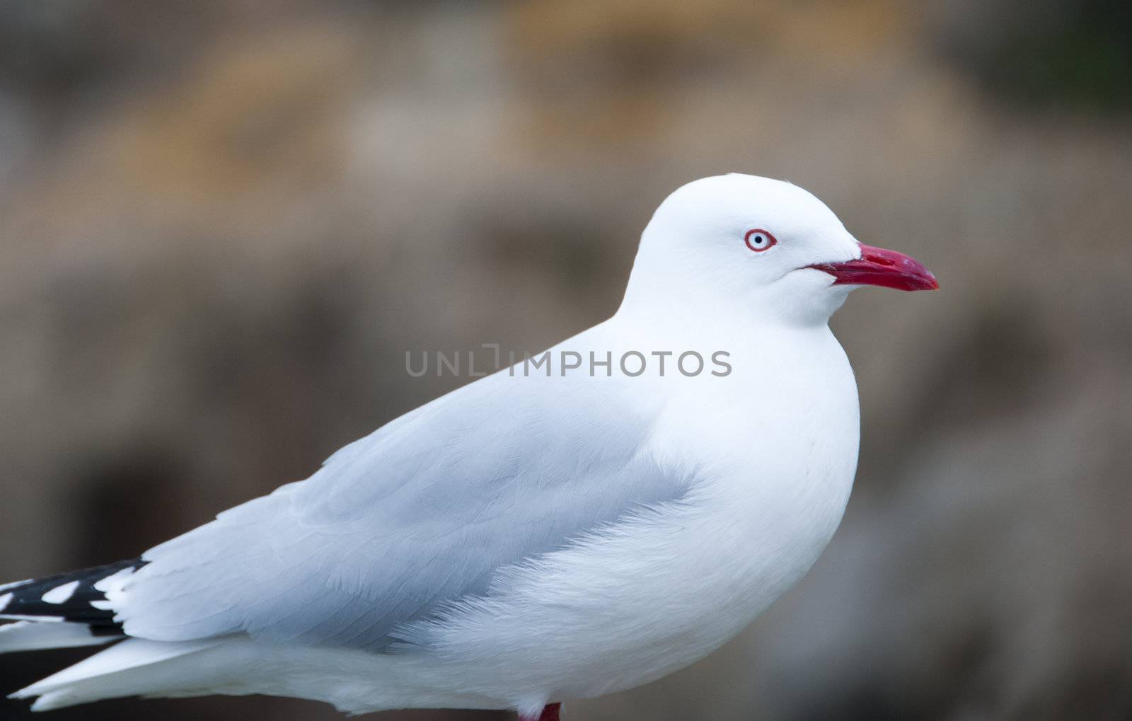 Close-up of a Seagull by the coast in New Zealand 