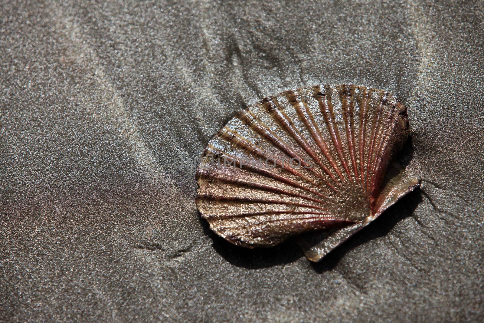 The image of a wet cockleshell close-up on sand