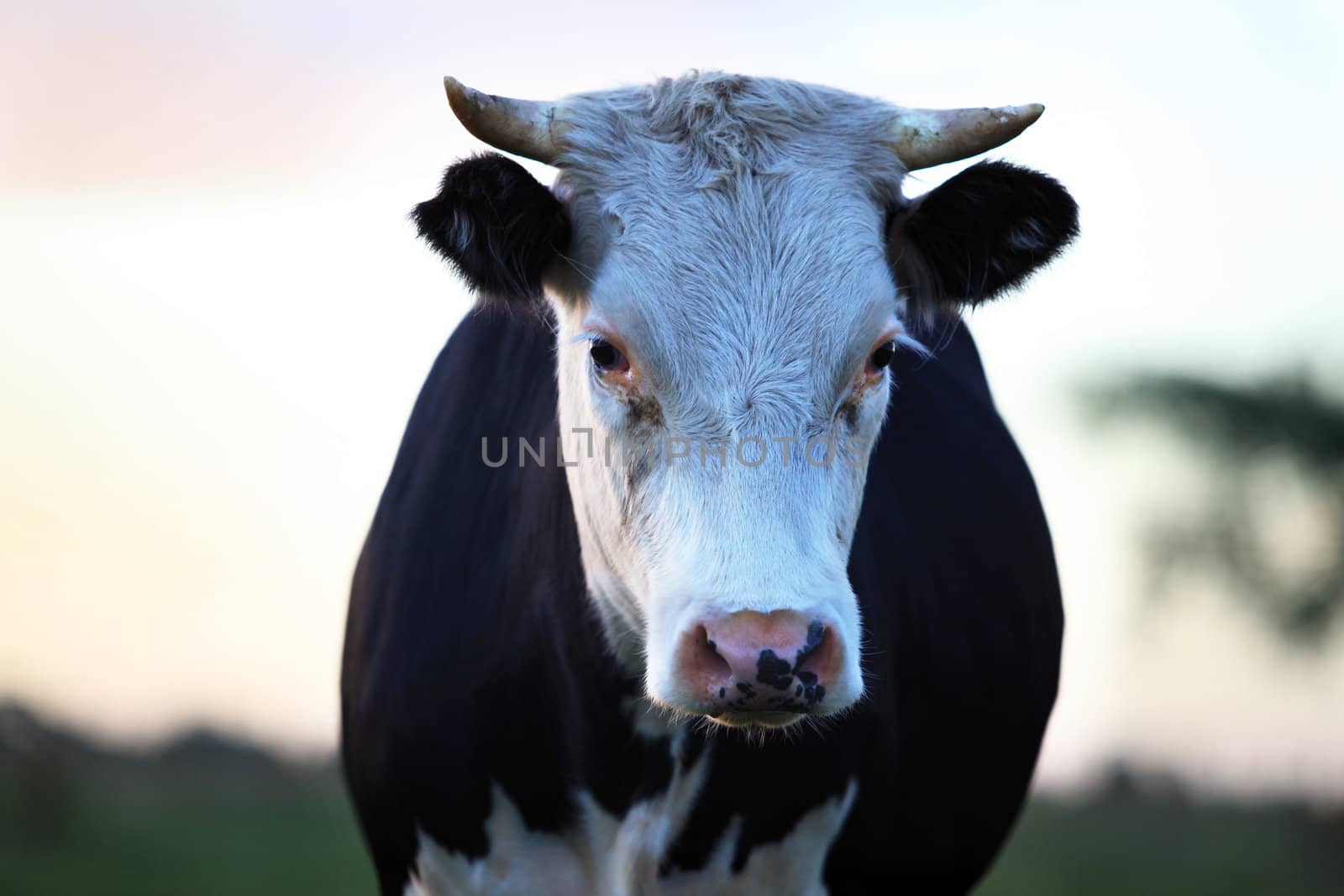 Portrait sad the cow isolated on a white background