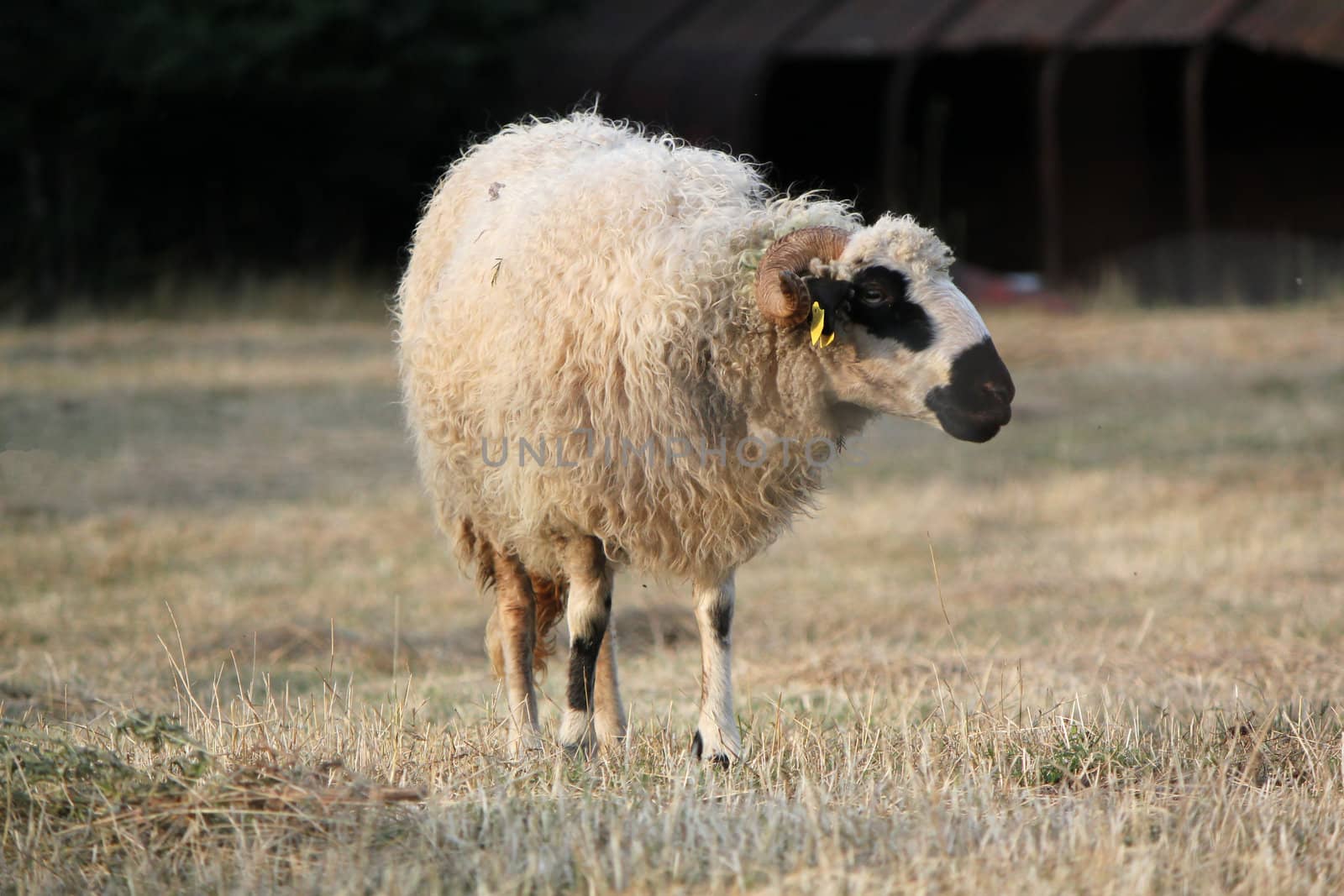 White and black male sheep or ram in a meadow