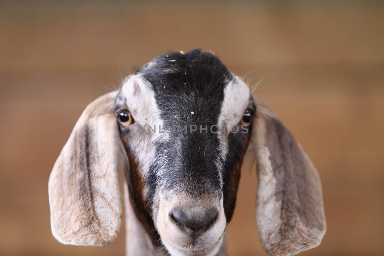 goat