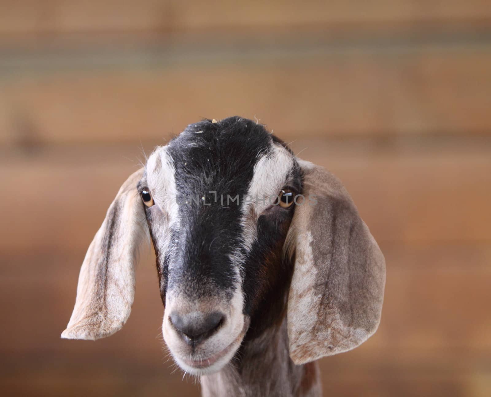 goat
