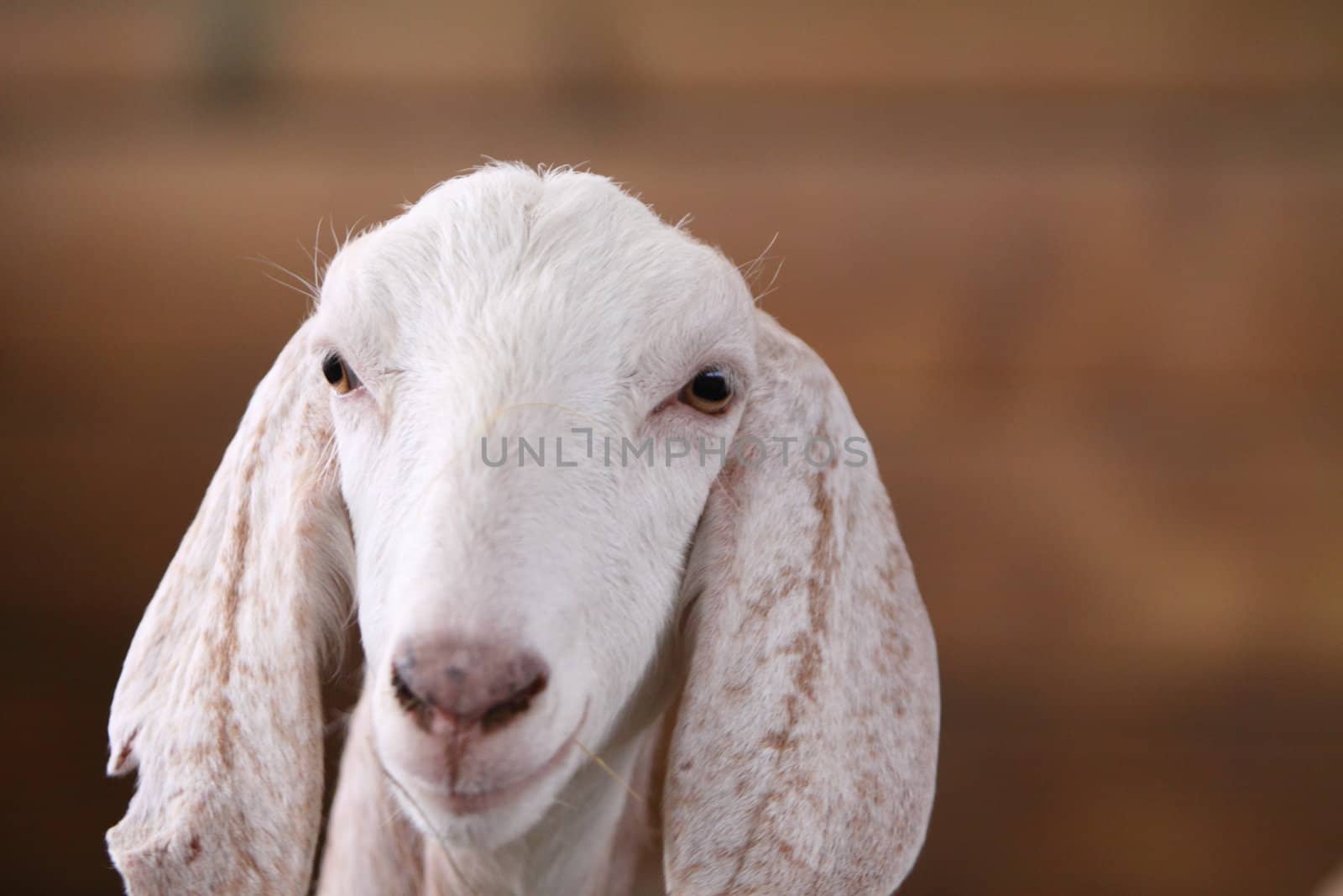 goat