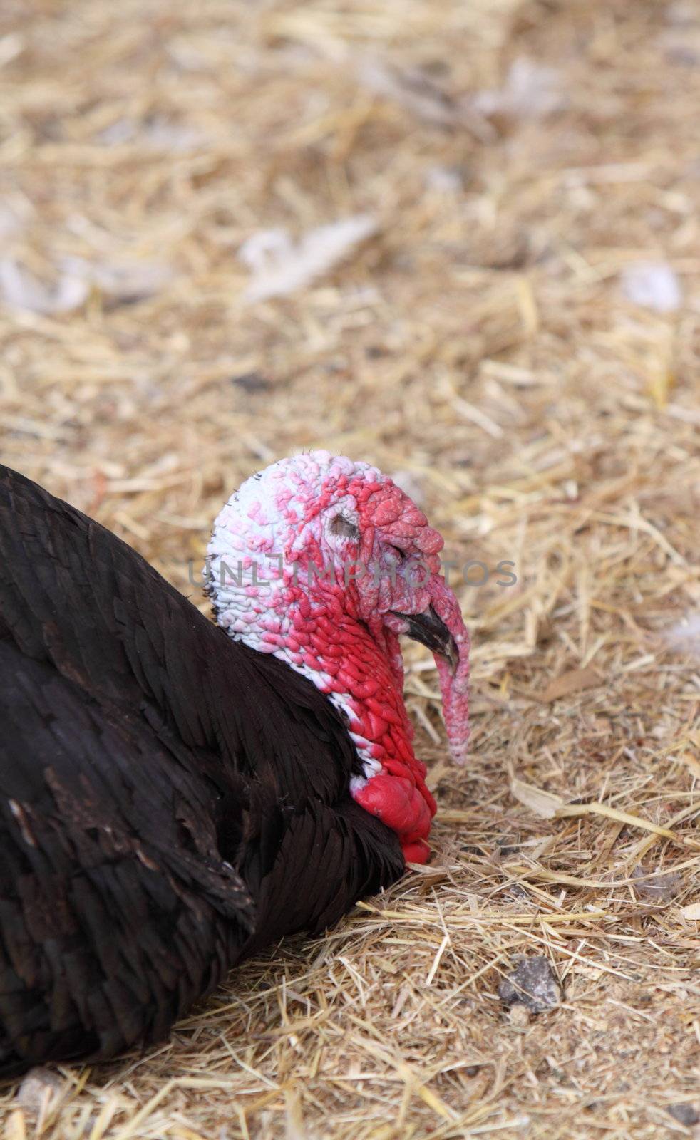 turkey