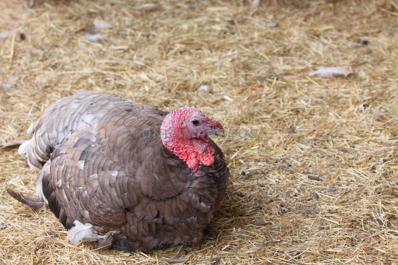 turkey
