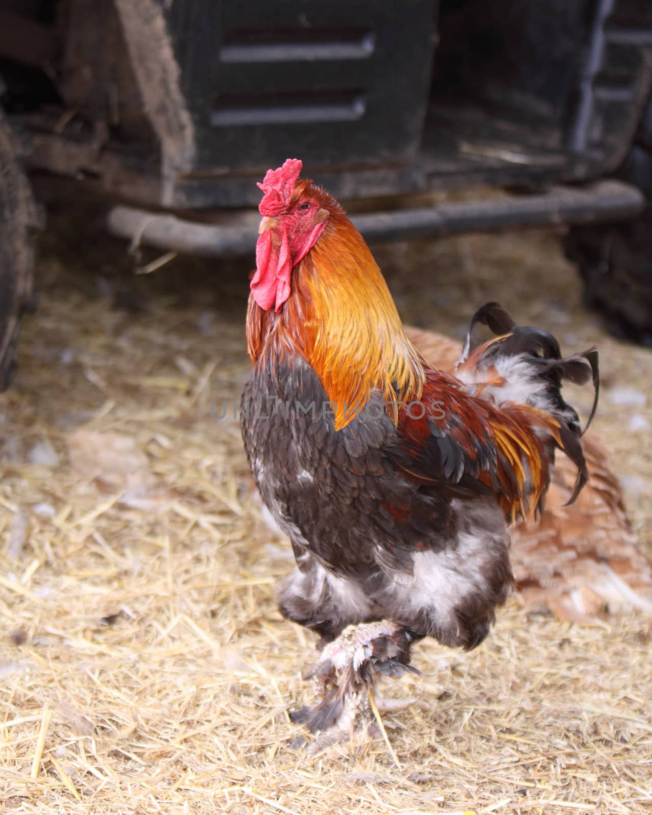 cockerel