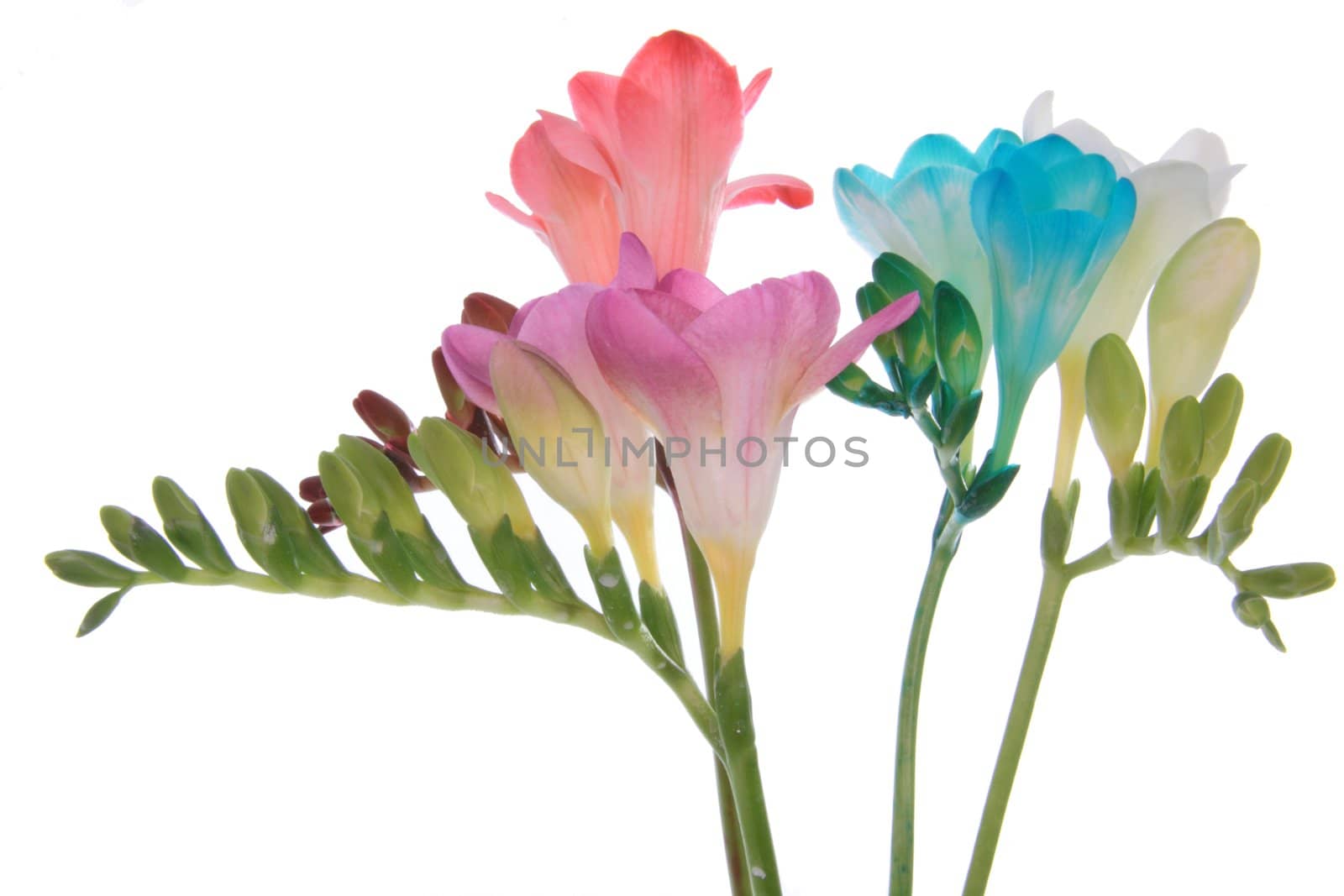 Pink, red,white and blue freesia isolated on white