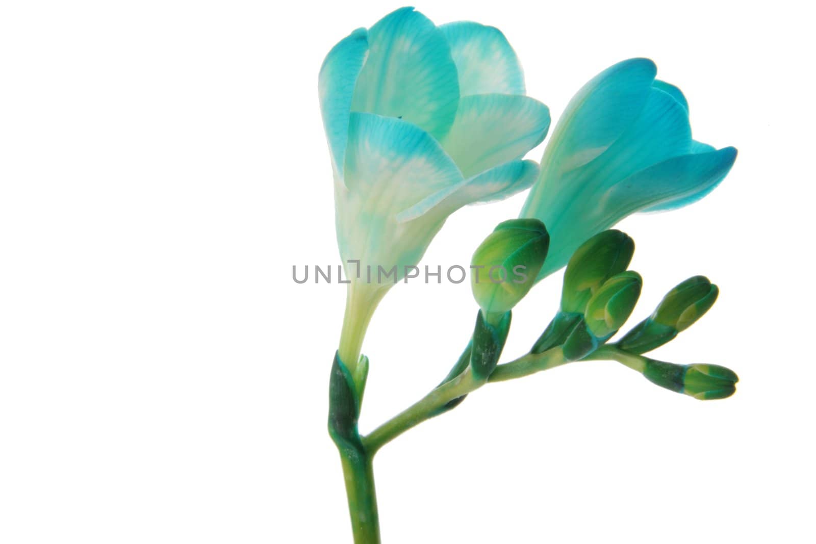 Blue freesia close up, isolated on white background