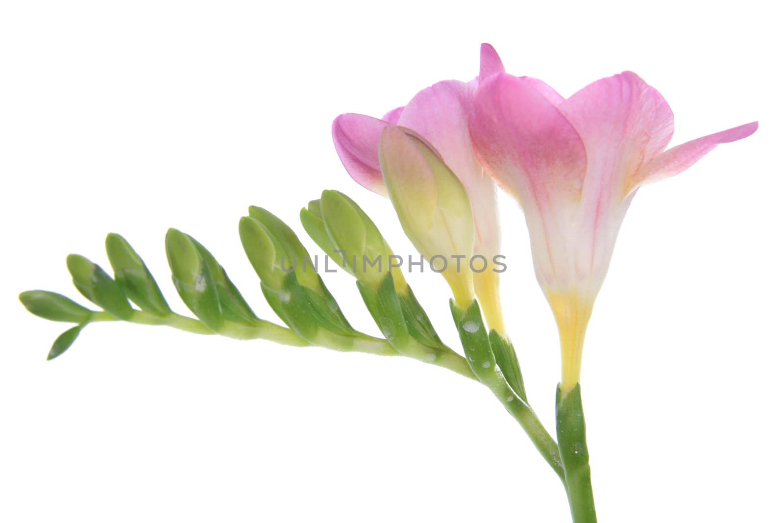 Freesia by BDS