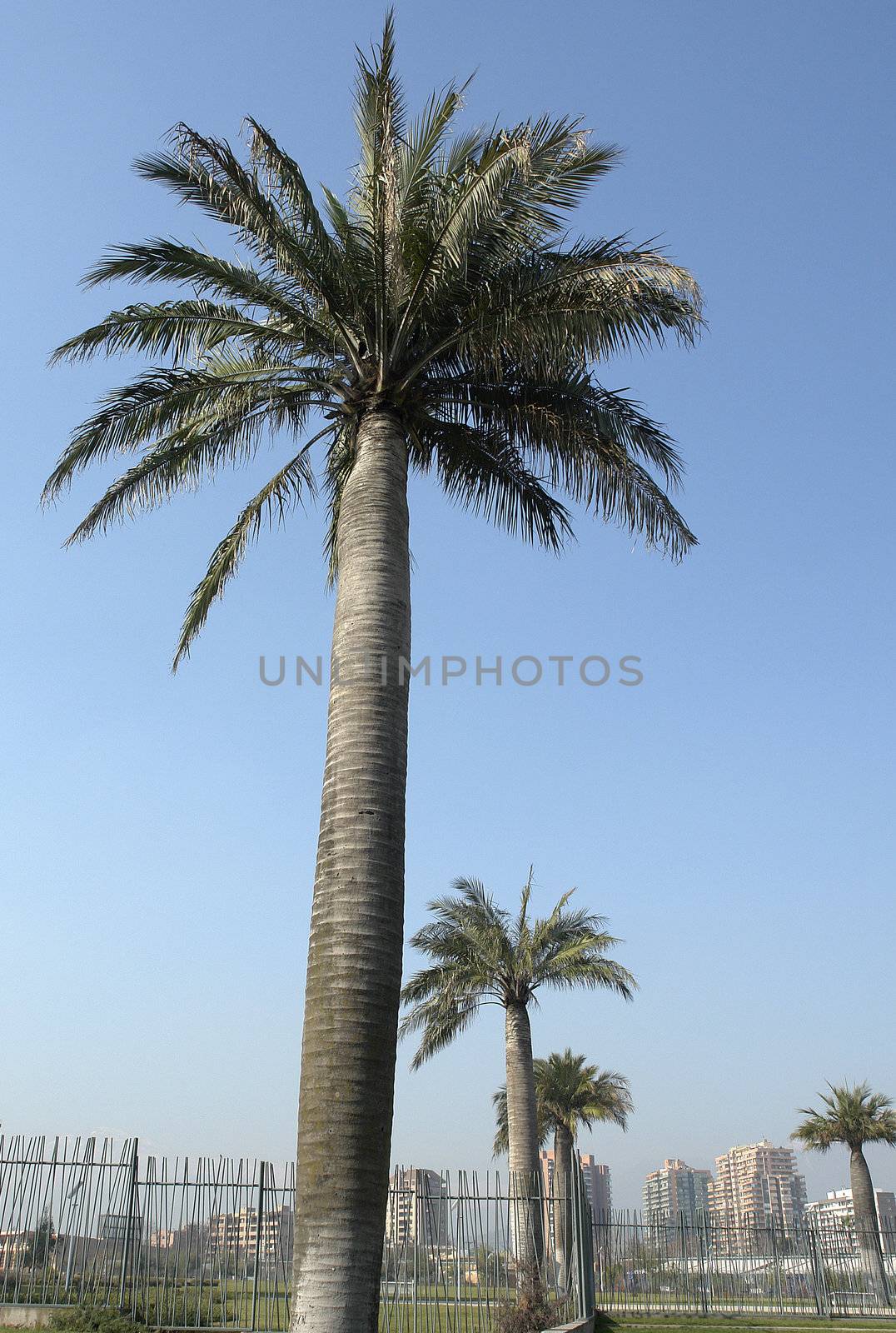 Group of palm trees in the city of Santiago, chili.