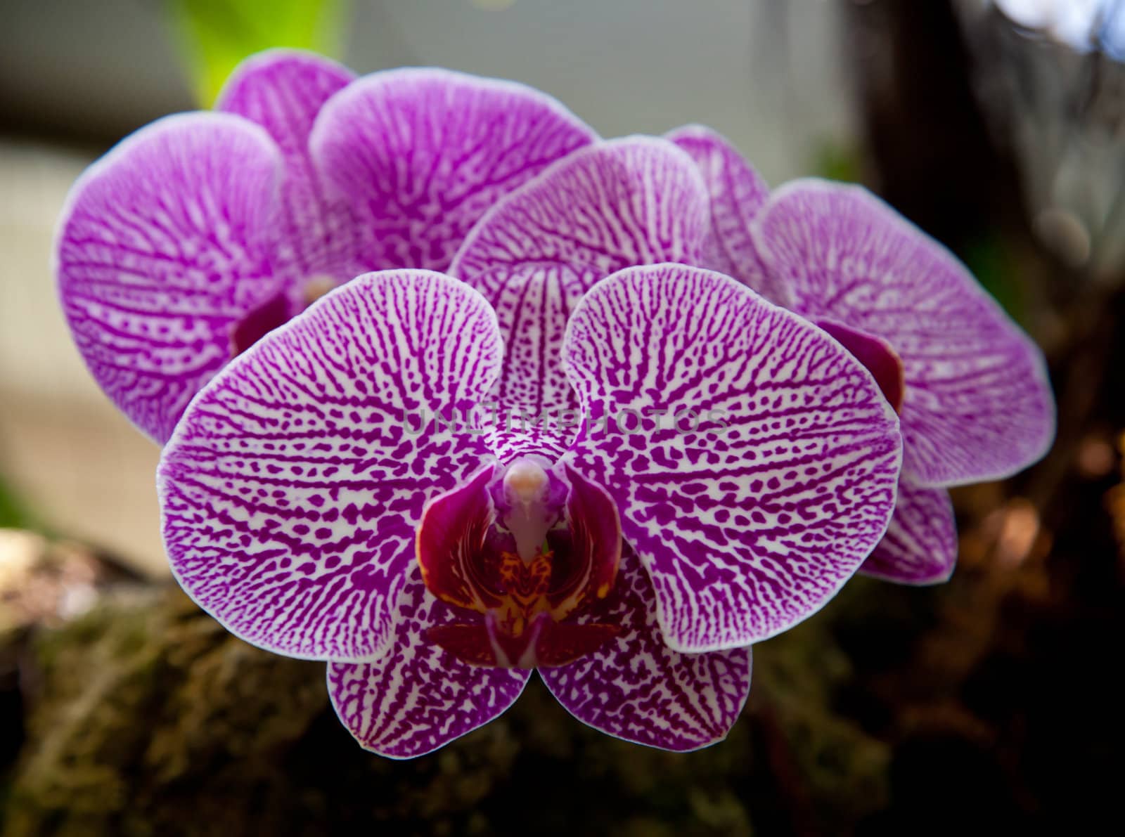 Highly detailed orchid in purple, violet and white facing directly to the camera