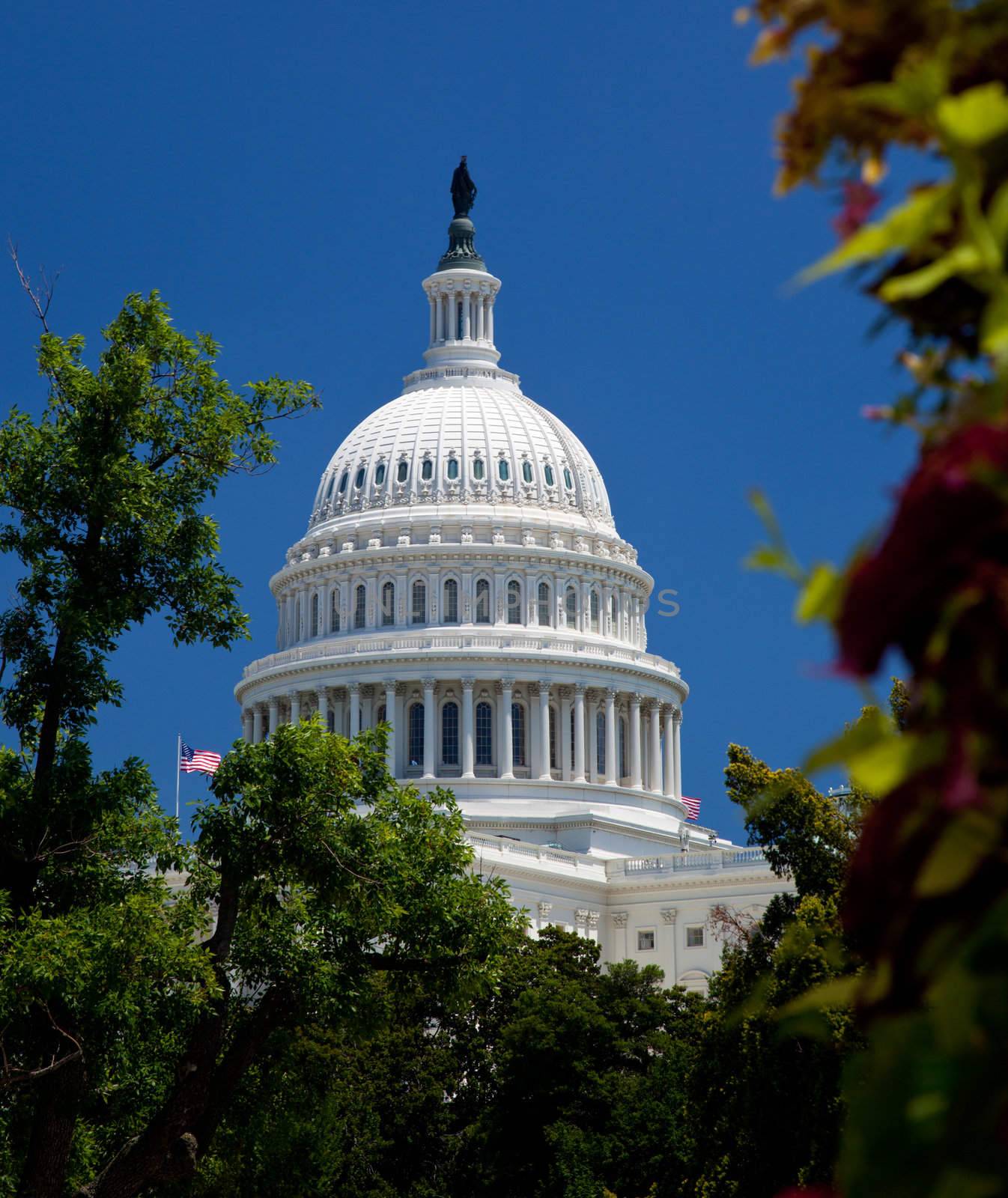 Capitol Building framed by trees by steheap