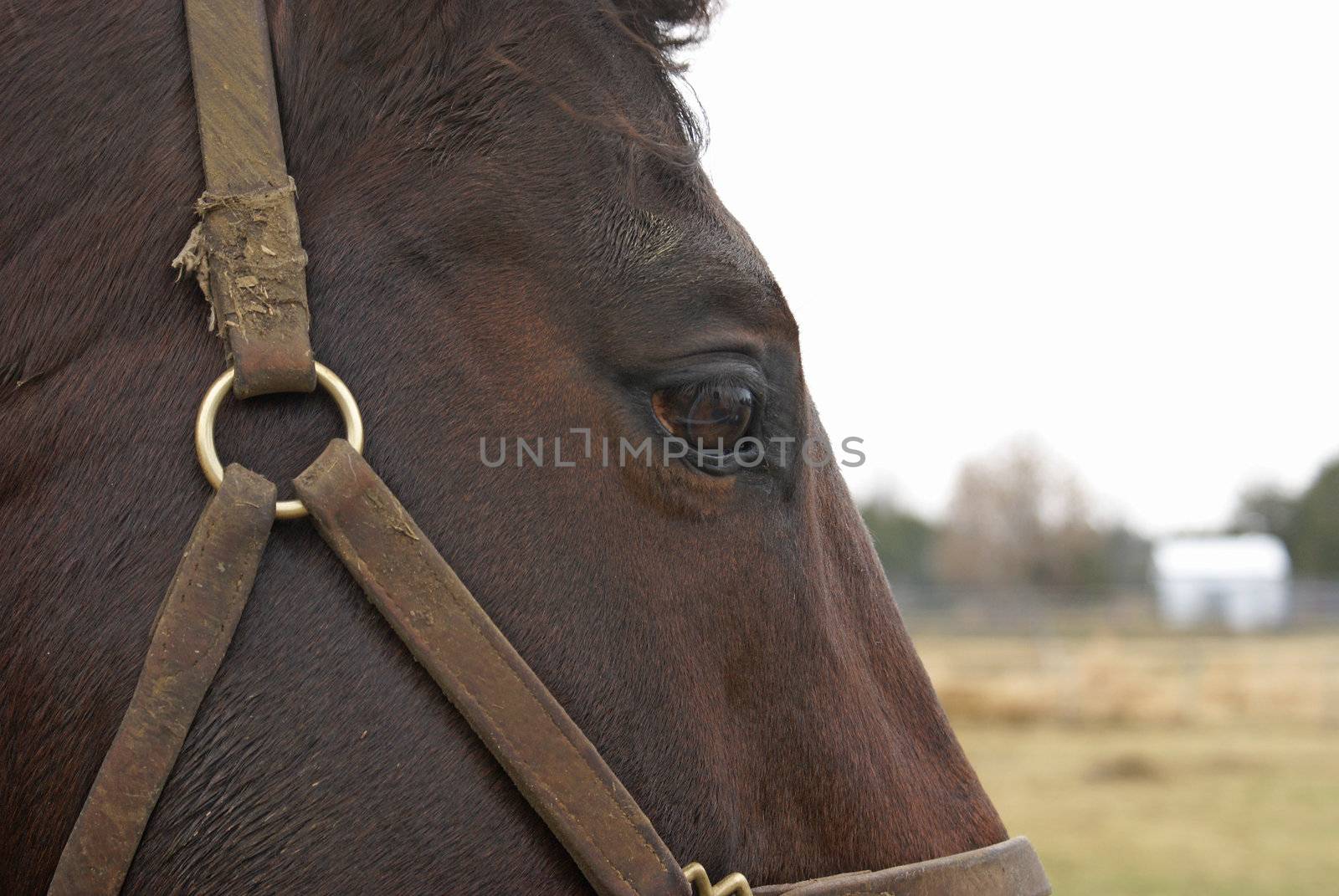 A macro shot of a horses eye.
