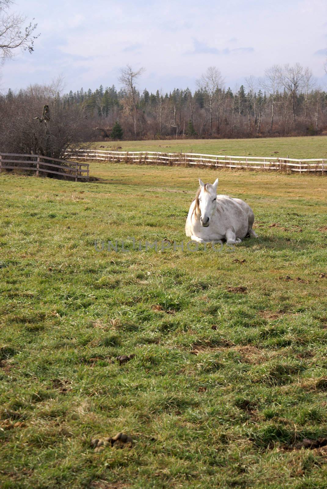 A beautiful white horse is sun bathing on the grass.