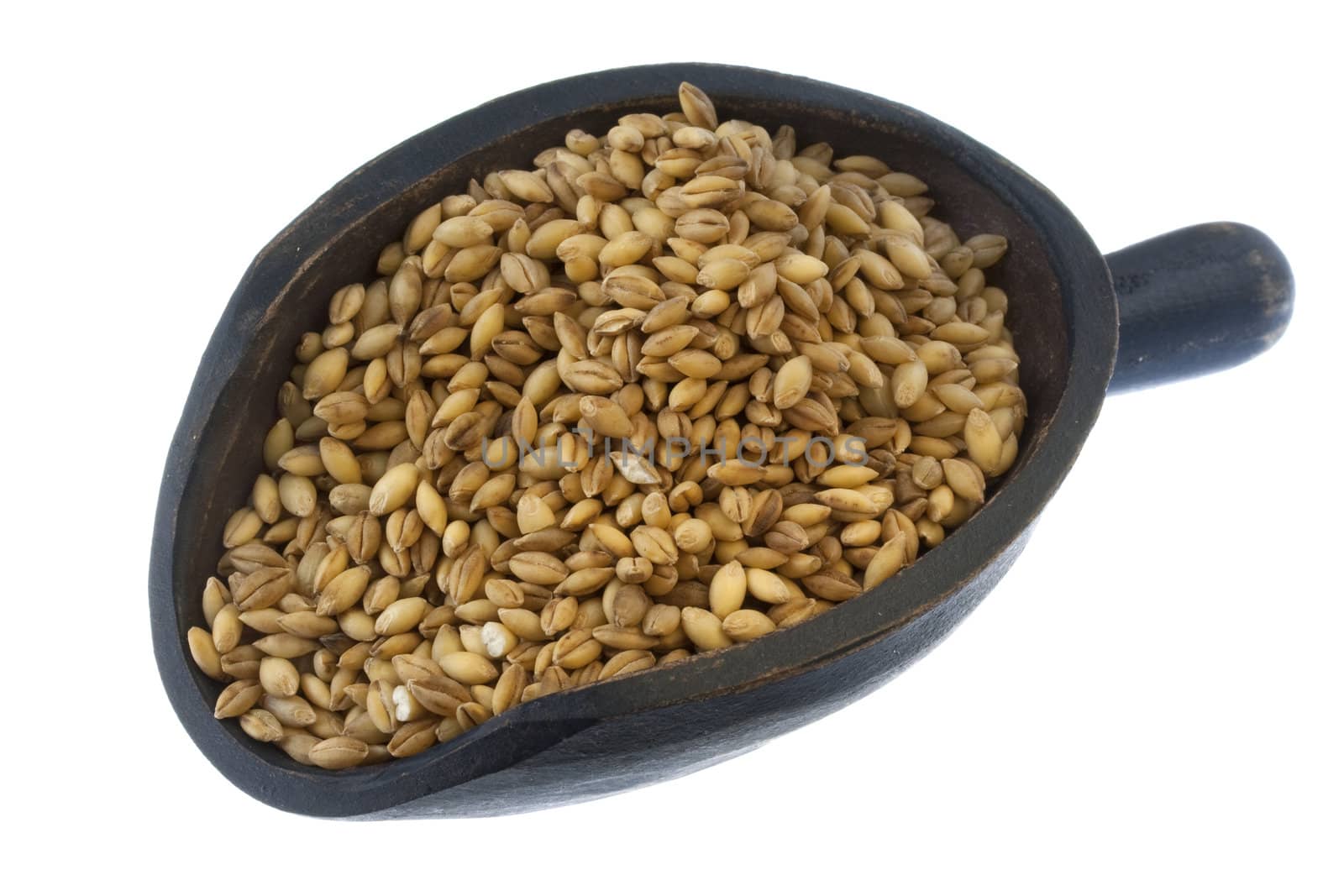 hulled barley grain on a rustic, wooden scoop, isolated on white