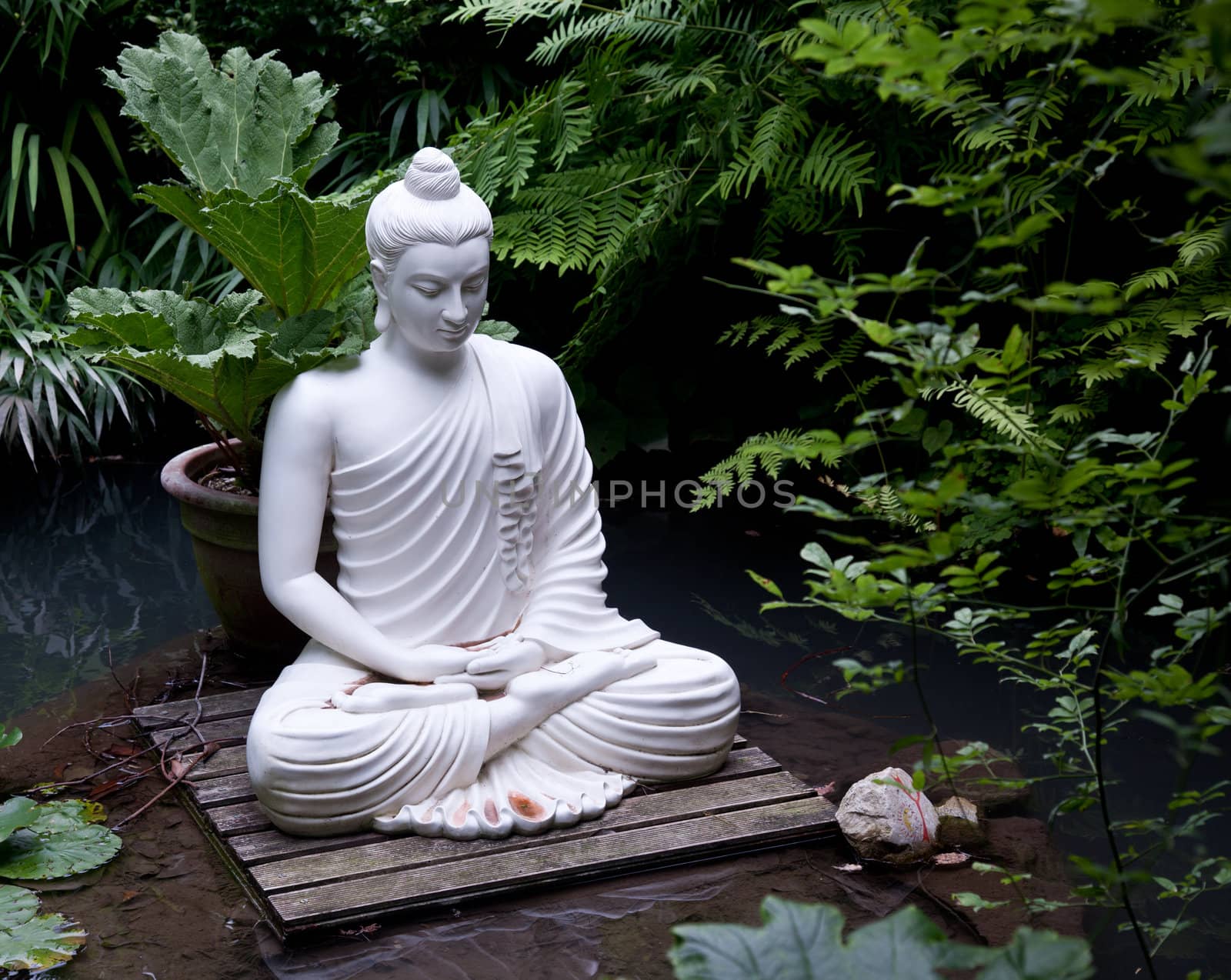 Statue of Buddha on wooden platform in pool surrounded by ferns